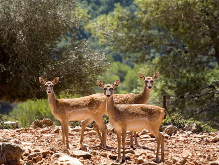 חי בר כרמל (יח``צ: דורון ניסים,  יחסי ציבור )