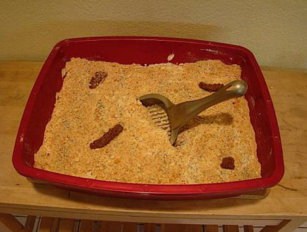 עוגת ארגז חול של חתולים (צילום: ביפ)