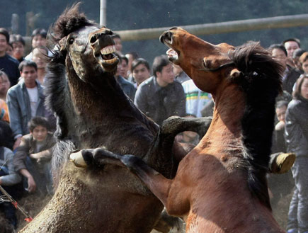 קרב סוסים (צילום: רויטרס)