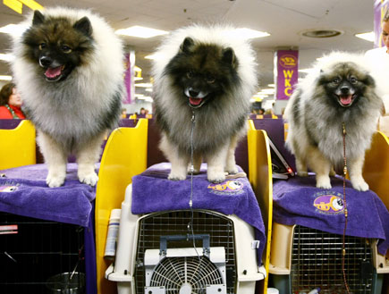 שלושה כלבים מתכוננים לתחרות יופי (צילום: Chris McGrath, GettyImages IL)