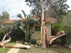 עץ שקרס כתוצאה ממזג האוויר (גלעד אוחיון) (צילום: גולש חדשות 2 באינטרנט גלעד אוחיון)