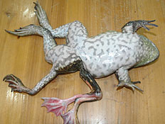 צפרדע עם שבע רגליים (צילום: metro)