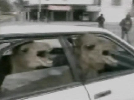 גמלים ברכב (צילום: חדשות 2)