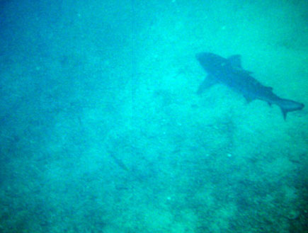 צלילה עם כרישים1 (צילום: ניר חולי)