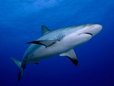 כריש (צילום: cdascher, Istock)