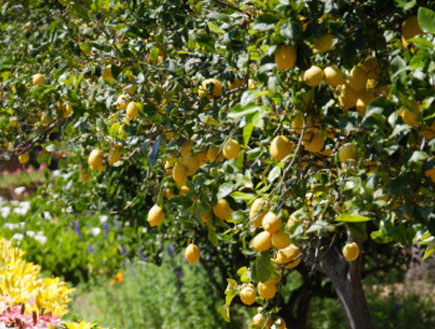 עץ לימון ופרחים (צילום: אימג'בנק/GettyImages, getty images)