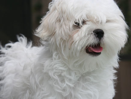 כלב טרייר מלטזי לבן