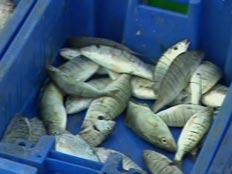 האם הדגים בריאים - תכנית חיסכון (צילום: חדשות 2)