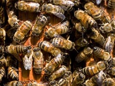 מושבת דבורים (רויטרס) (צילום: רויטרס)