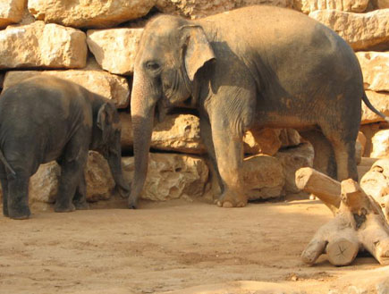 יום כיף עם הילדים: פילים בגן החיות התנ