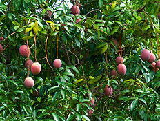 עץ מנגו (צילום: istockphoto)
