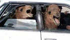 גמלים שמחים באוטו
