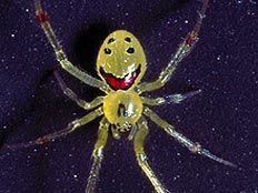 עכביש מחייך (צילום: טלגרף)
