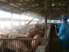 שפעת החזירים - פועל שוטף את החזירים בדיר (צילום: רויטרס)