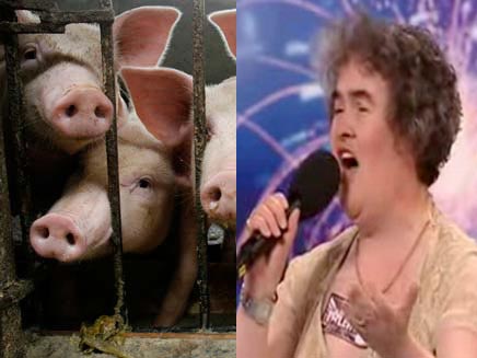 סוזן בויל וחזירים (חדשות 2 ורויטרס) (צילום: חדשות 2 ורויטרס)