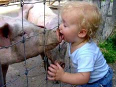 ילד מלקק חזיר - שפעת החזירים - בדיחה (צילום: חדשות 2)