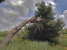 עץ שנפל בנחל פולג (צילום: פינטל)
