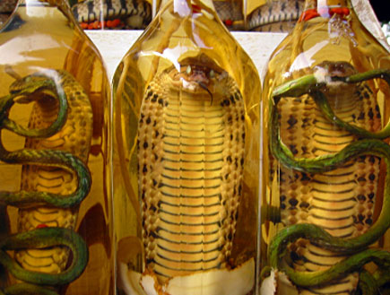 בקבוקים עם נחשים (צילום: simon gurney, GettyImages IL)