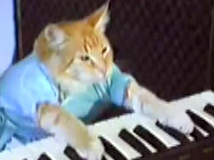 חתול שמנגן על פסנתר (צילום: חדשות 2)