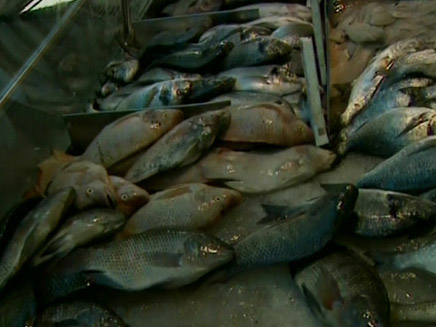 הדגים הוזלו - המחיר לצרכן נשאר (צילום: חדשות2)