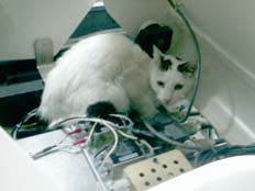 החתול שהשבית את מכשיר ה- C T ברמב"ם (צילום: דוברות רמב"ם)