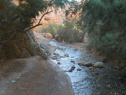 טיולים בדרום: עין בוקק (צילום: איל שפירא)