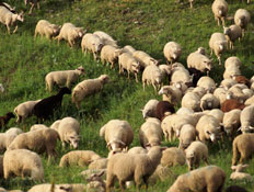 הרבה כבשים (צילום: Getty Images, Istock)