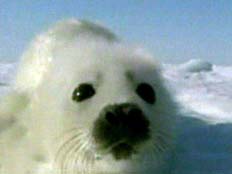 כלב ים (צילום: חדשות 2)
