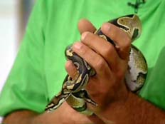 נחש בידיו של לוכד הנחשים (צילום: חדשות 2)