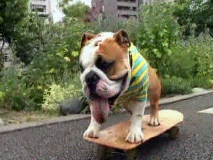 כלב בולדוג שנוסע על סקטבורד (צילום: חדשות 2)