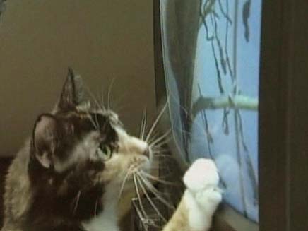 חתולים רואים טלוויזיה (צילום: חדשות 2)
