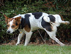 כלב משתין (צילום: ProjectB, Istock)