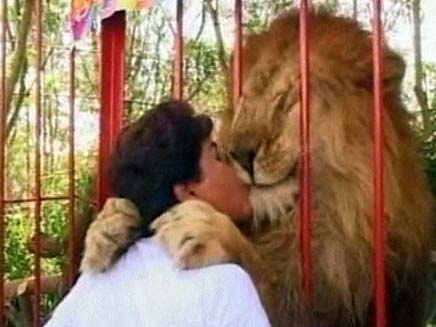 אריה מנשק בגן החיות בקולומביה (צילום: חדשות 2)
