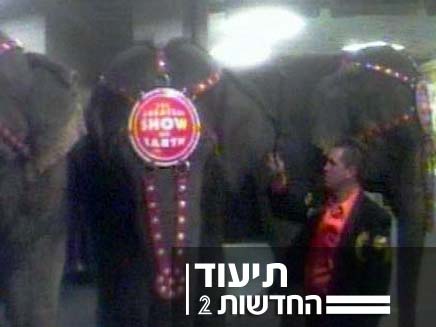 עובד בקרקס התעלל בפילים (צילום: חדשות 2)
