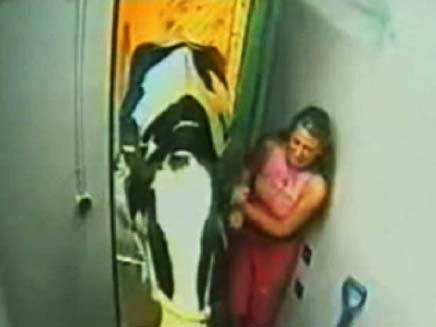 פרה נכנסת לשירותים (צילום: חדשות 2)