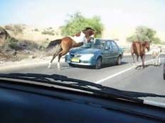 סוס שנכנס במכונית בצפון הארץ (צילום: חדשות 2)