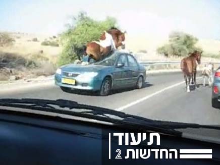 סוס שנכנס במכונית בצפון הארץ (צילום: חדשות 2)