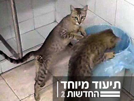 חתולים בבית החולים (צילום: חדשות 2)