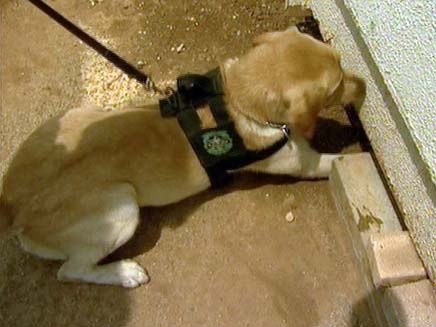 כלבי הרחה של כסף מזומן (צילום: חדשות 2)