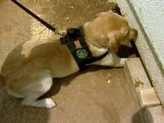 כלבי הרחה של כסף מזומן (צילום: חדשות 2)
