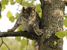 חתול על עץ (צילום: AP)