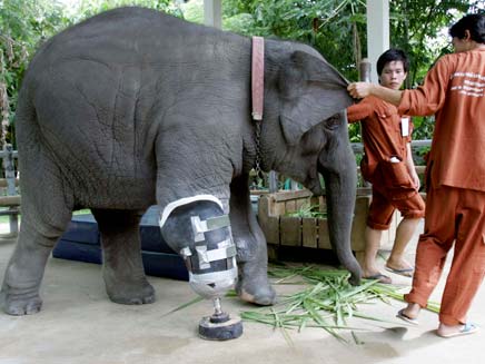 פיל בתאילנד עלה על מוקש ונגדעה לו הרגל (צילום: חדשות 2)