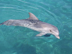 אטרקציות באילת: דולפינים (צילום: יוליה פריליק-ניב, LIVING)
