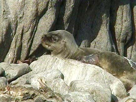 כלבי ים (צילום: חדשות 2)