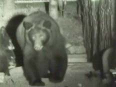 דובים באספן (צילום: חדשות 2)