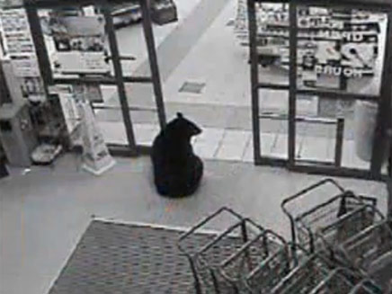 דוב נכנס לחנות (צילום: YouTube)