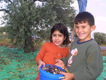 פסטיבל ימי ענף הזית (צילום: עין מצלמת,  יחסי ציבור )