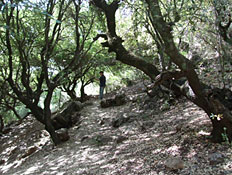 טיולים לגליל העליון: יער ברעם (צילום: ערן גל-אור, מסלולים> להתאהב בארץ מחדש)