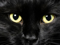 חתול שחור - עין הרע (צילום: diego_cervo, Istock)