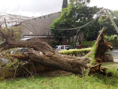 עץ שנפל בעקבות הסופה (צילום: אילן דרור)